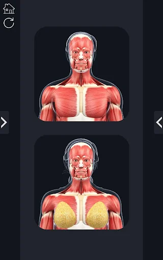 My Muscle Anatomy screenshot 1