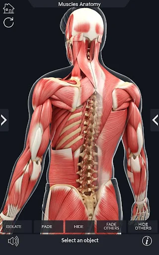 My Muscle Anatomy screenshot 4