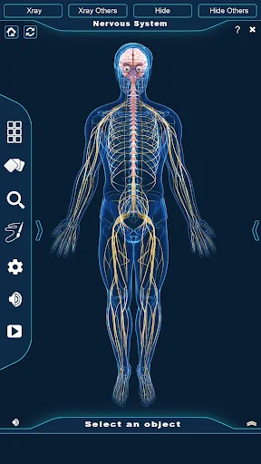 Nervous System Anatomy Pro.