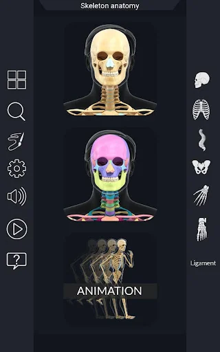 My Skeleton Anatomy