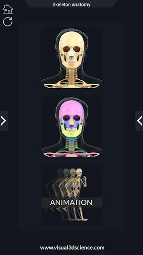 Skeleton Anatomy Pro.