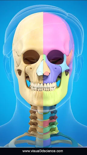 Skull Anatomy Pro.