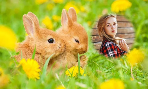 Rabbit Photo Frames