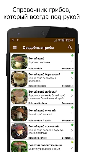 Грибы