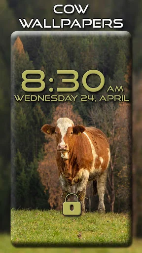 Cow Wallpapers