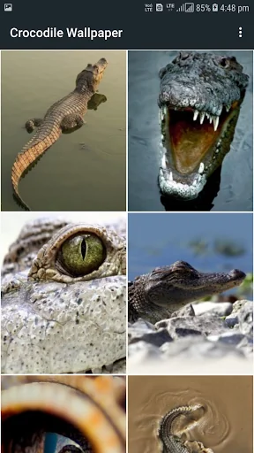 Crocodile Wallpapers screenshot 2