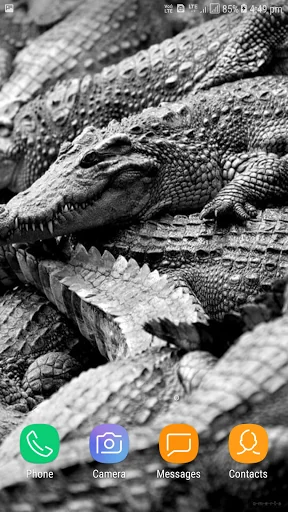 Crocodile Wallpapers screenshot 4