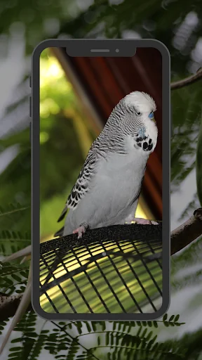 Budgie Wallpapers screenshot 1
