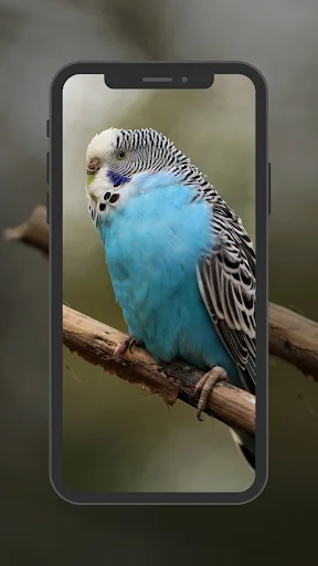 Budgie Wallpapers screenshot 2