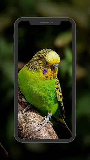 Budgie Wallpapers screenshot 3