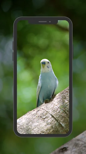 Budgie Wallpapers screenshot 4