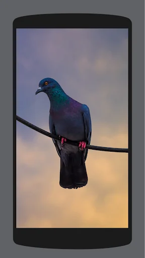 Pigeon Wallpaper HD 4K