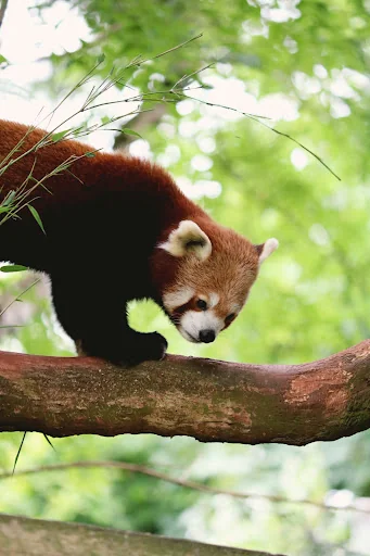 Cute Kawaii Panda Wallpaper