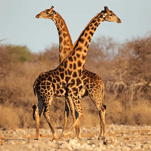 Wild Animals Puzzle Game screenshot 3