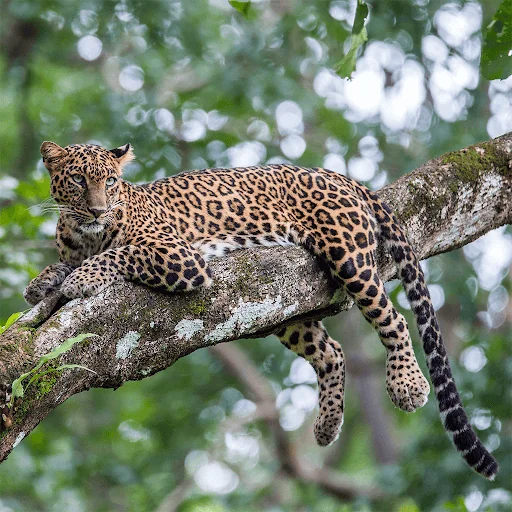 Wild Animals Puzzle Game screenshot 4