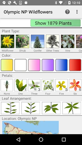 Olympic Wildflowers