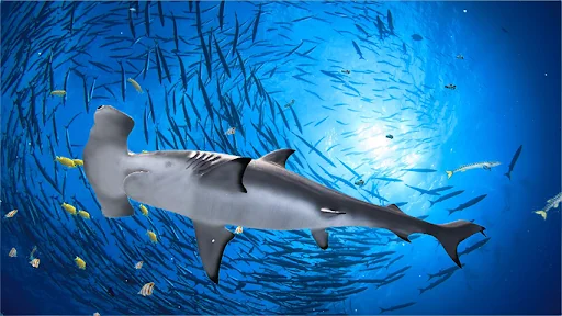 The Hammerhead Shark
