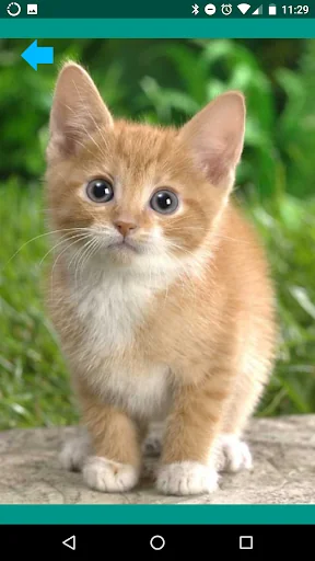 Animal sounds. Learn and play. screenshot 3