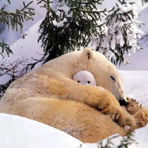 Bears Jigsaw Puzzles screenshot 1