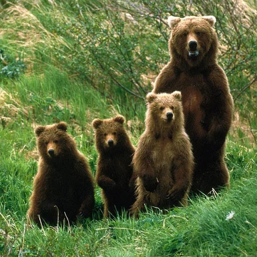 Bears Jigsaw Puzzles screenshot 3
