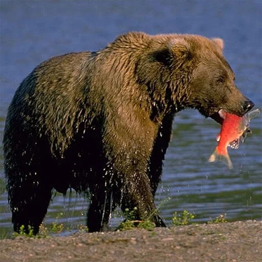 Bears Jigsaw Puzzles screenshot 4