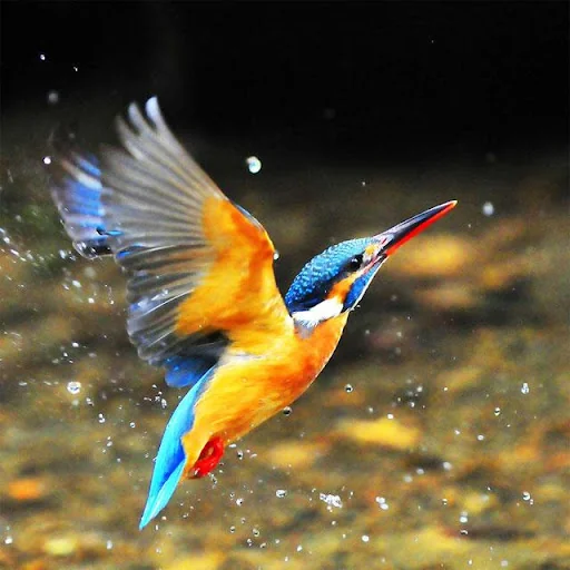 Birds Jigsaw Puzzles screenshot 2