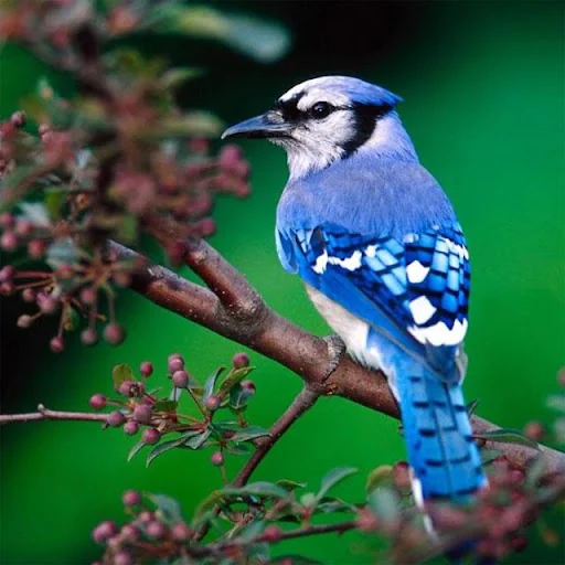 Birds Jigsaw Puzzles screenshot 3