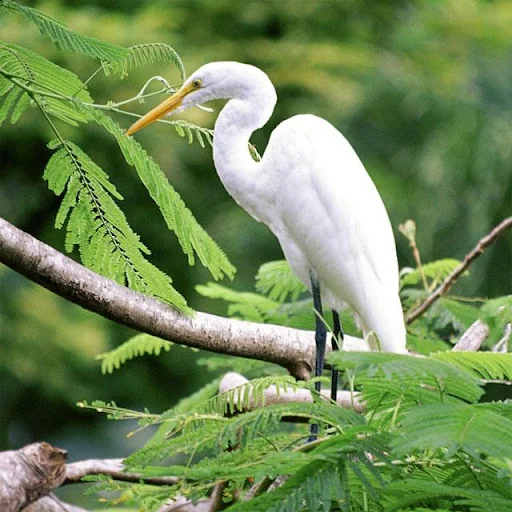 Birds Jigsaw Puzzles screenshot 4