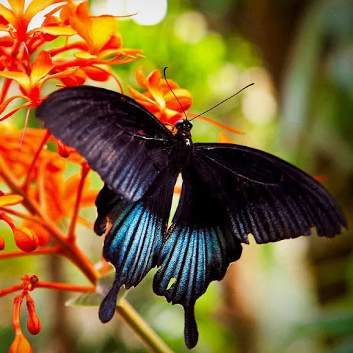 Butterflies Jigsaw Puzzles screenshot 1