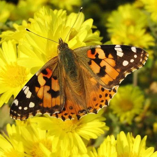 Butterflies Jigsaw Puzzles screenshot 2