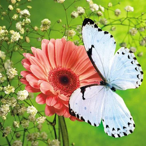 Butterflies Jigsaw Puzzles screenshot 3