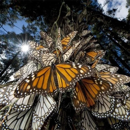Butterflies Jigsaw Puzzles screenshot 4
