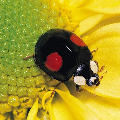 Insects Jigsaw Puzzles screenshot 1