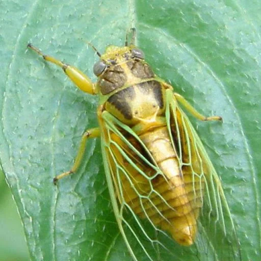 Insects Jigsaw Puzzles screenshot 3
