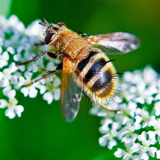 Insects Jigsaw Puzzles screenshot 4
