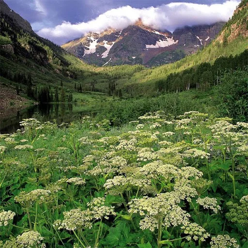 Nature Jigsaw Puzzles screenshot 3