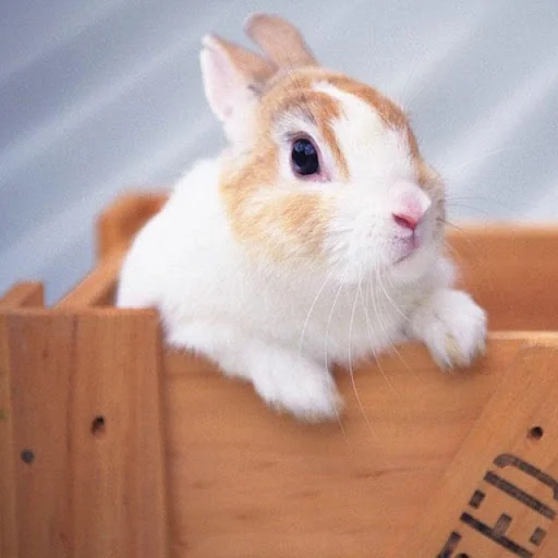 Rabbits Jigsaw Puzzles screenshot 3