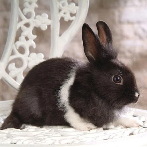 Rabbits Jigsaw Puzzles screenshot 4