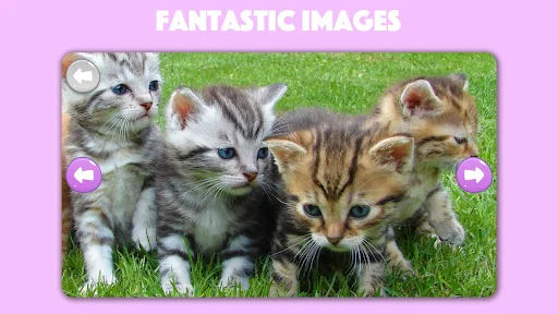 Paws & Claws: Cute Pet Puzzles