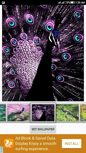 Peacock Live Wallpaper