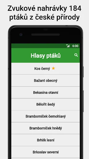 Hlasy ptáků