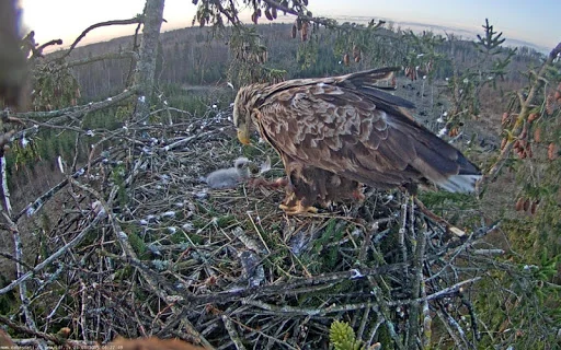 Nature Cameras