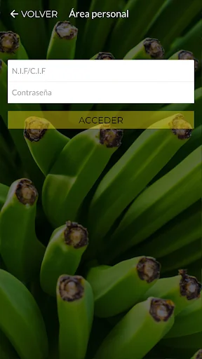 Europlátano