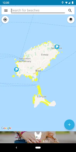 Jellyfish reports and Ibiza be