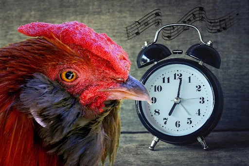 Alarm Clock Ringtones