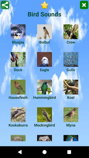 Bird Sounds