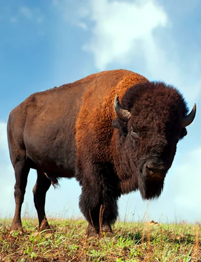 Buffalo and Bison sounds