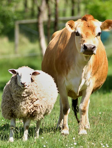 Farm Animal Sounds