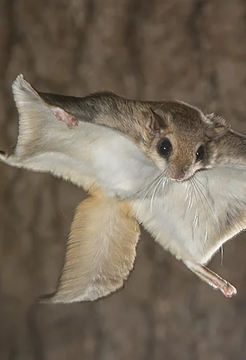 Flying Squirrel sounds