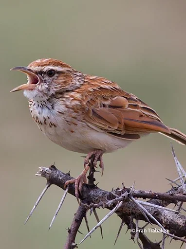 Lark bird sounds